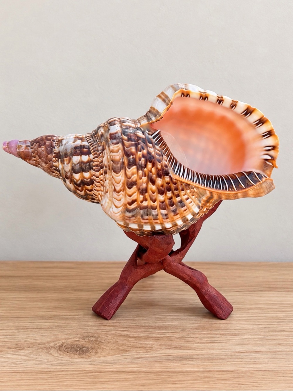 Large Triton Conch | SeaShell | Statement Piece